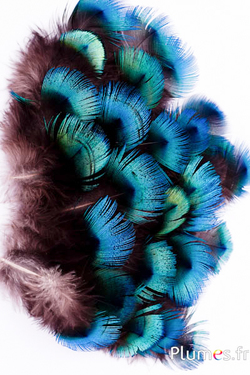 Paon bleu - 5-8 cm - bleu naturel